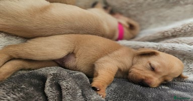 Labrador Retriever dogs KC Registered Labrador Puppies – Family Raised - Advert 6