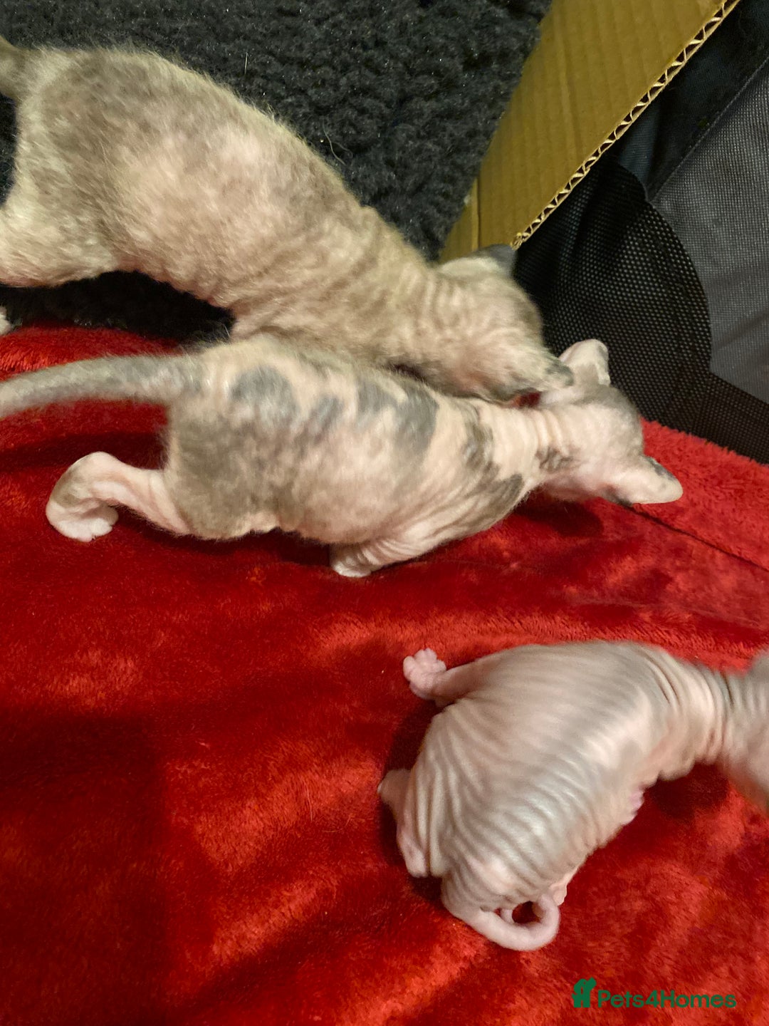 Sphynx cats for sale: Truly unique sphinx kittens 😍🥰🥰 - Advert 10