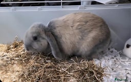 Mini Lop rabbits for sale: 2 beautiful rabbits for sale  - Image 2