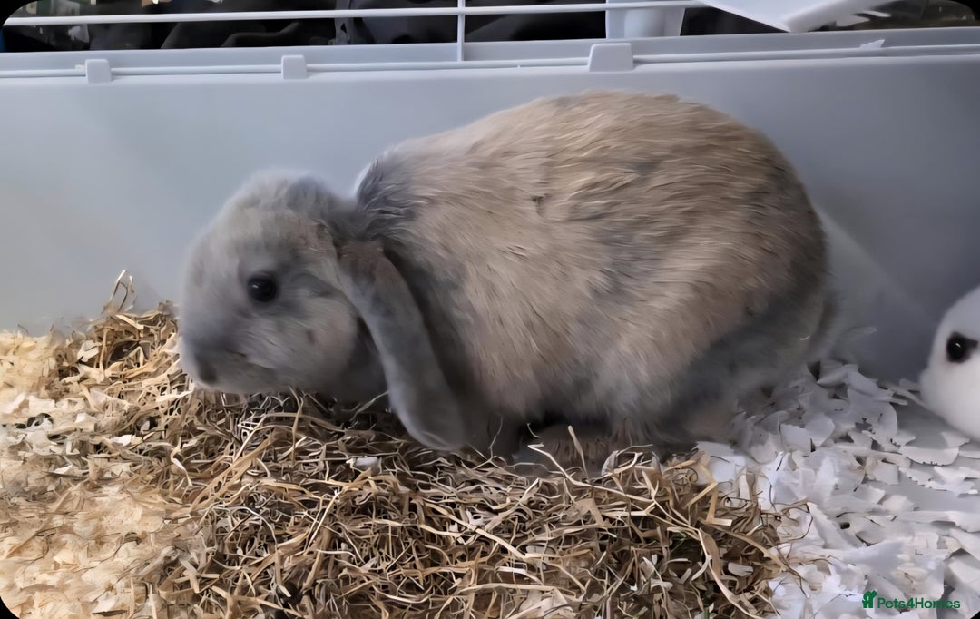 Mini Lop rabbits for sale: 2 beautiful rabbits for sale  - Image 2