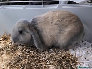 Mini Lop rabbits - Advert 7
