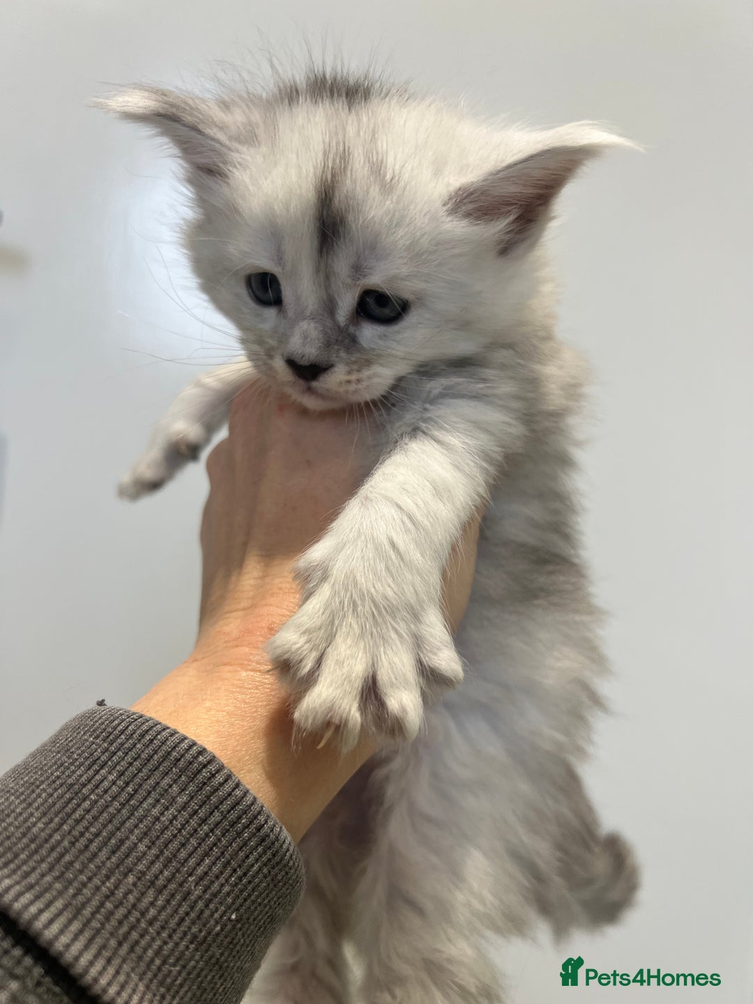 Maine Coon cats for sale: Maine Coon kitten black silver tabby boy stunning  - Advert 3