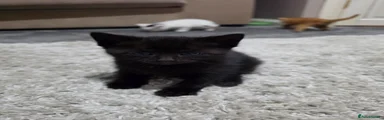 Mixed Breed Kitten 1
