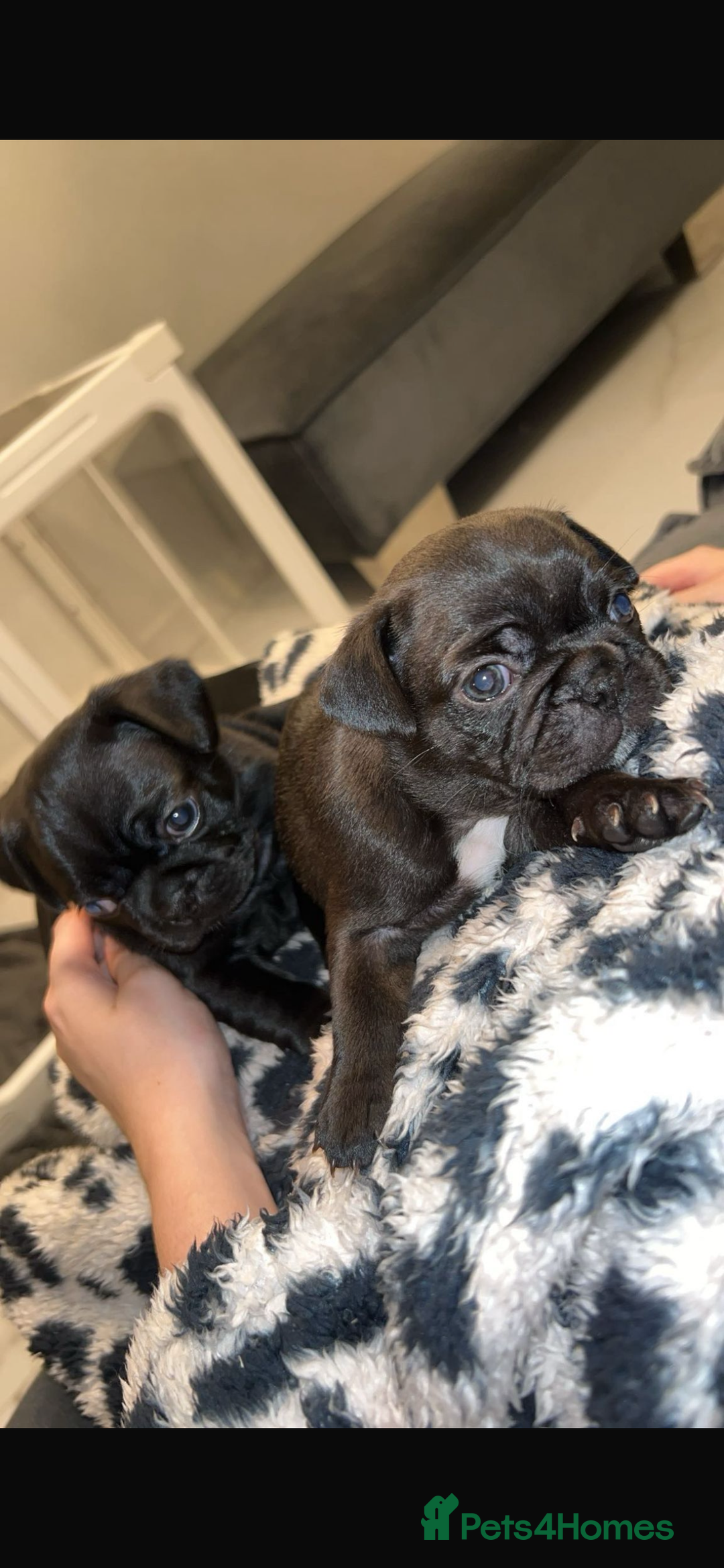 Frug dogs for sale: Frug puppies  - Advert 25