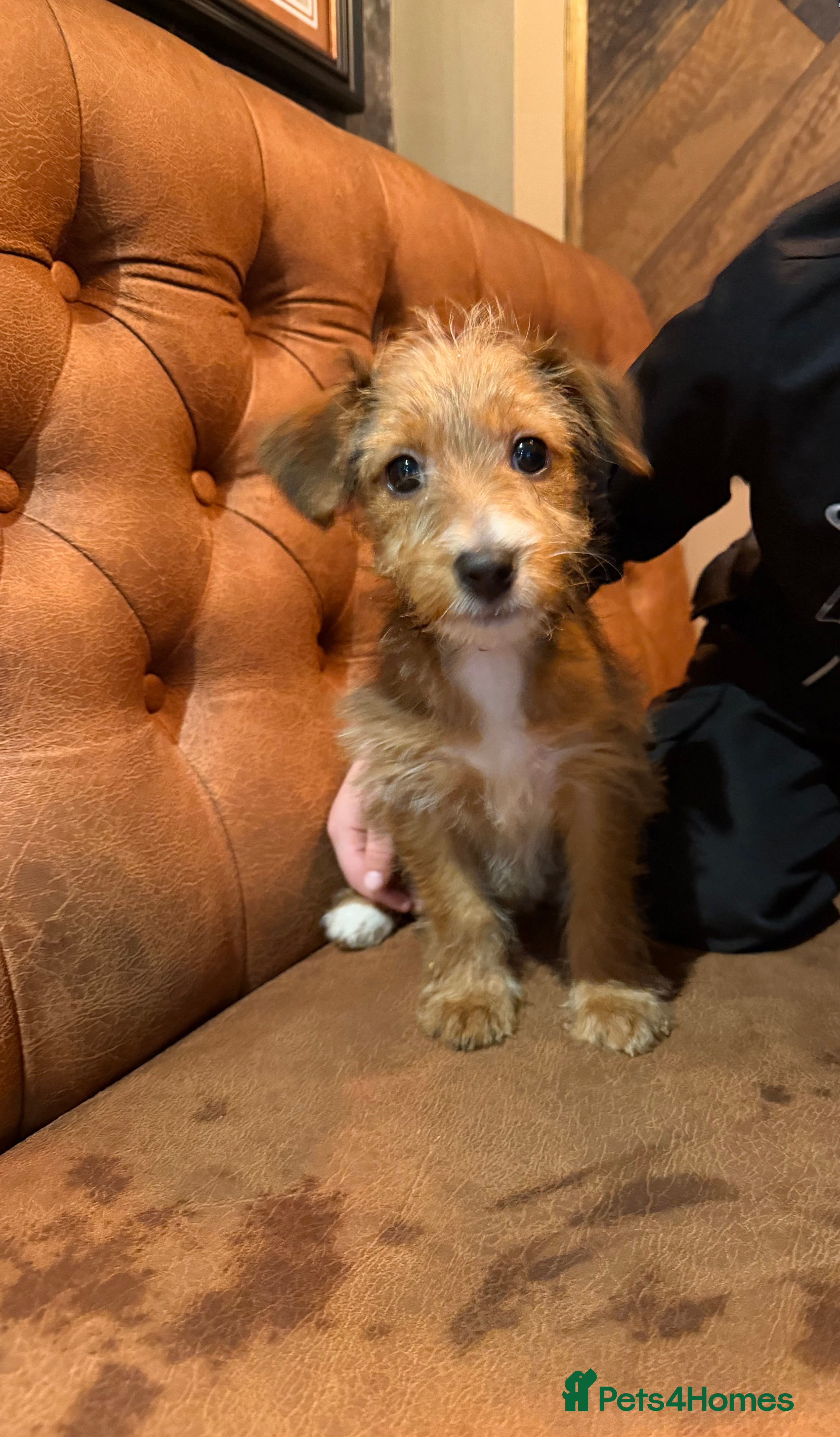 Mixed Breed dogs Female puppy  - Advert 3