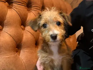 Mixed Breed dogs Female puppy - Advert 1