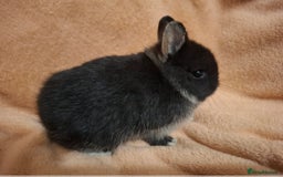 Netherland Dwarf rabbits for sale: Beautiful Pure-bred Netherland Dwarf Does - Image 3