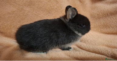 Netherland Dwarf rabbits - Advert 4