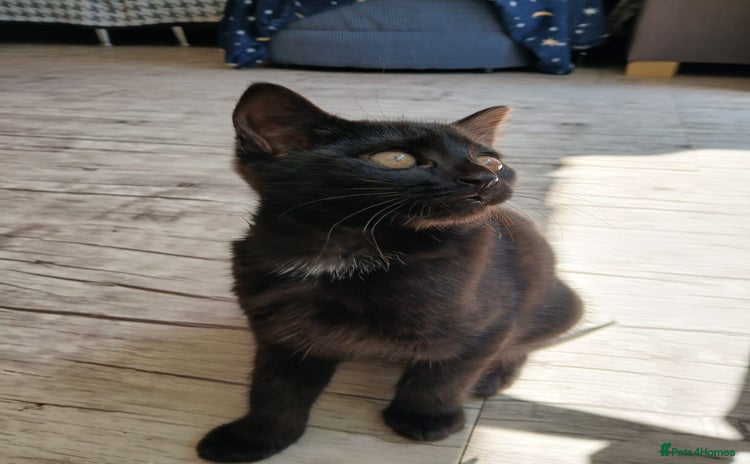 Mixed Breed cats for sale - Advert 1