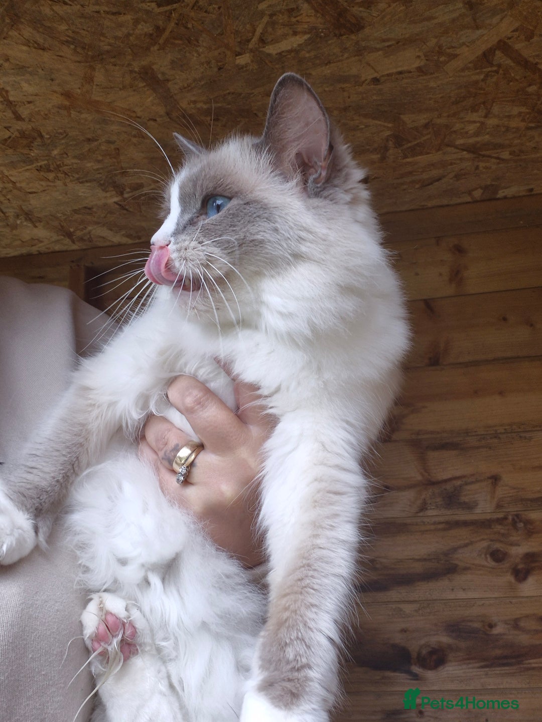 Ragdoll cats for sale: Adult ragdoll female  - Image 4