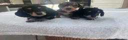 Miniature Dachshund dogs for sale: ****mini dachshunds *** in Nottingham - Advert 12