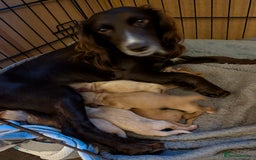 Cocker Spaniel dogs for sale: Golden and red working cocker spaniels  - Image 13