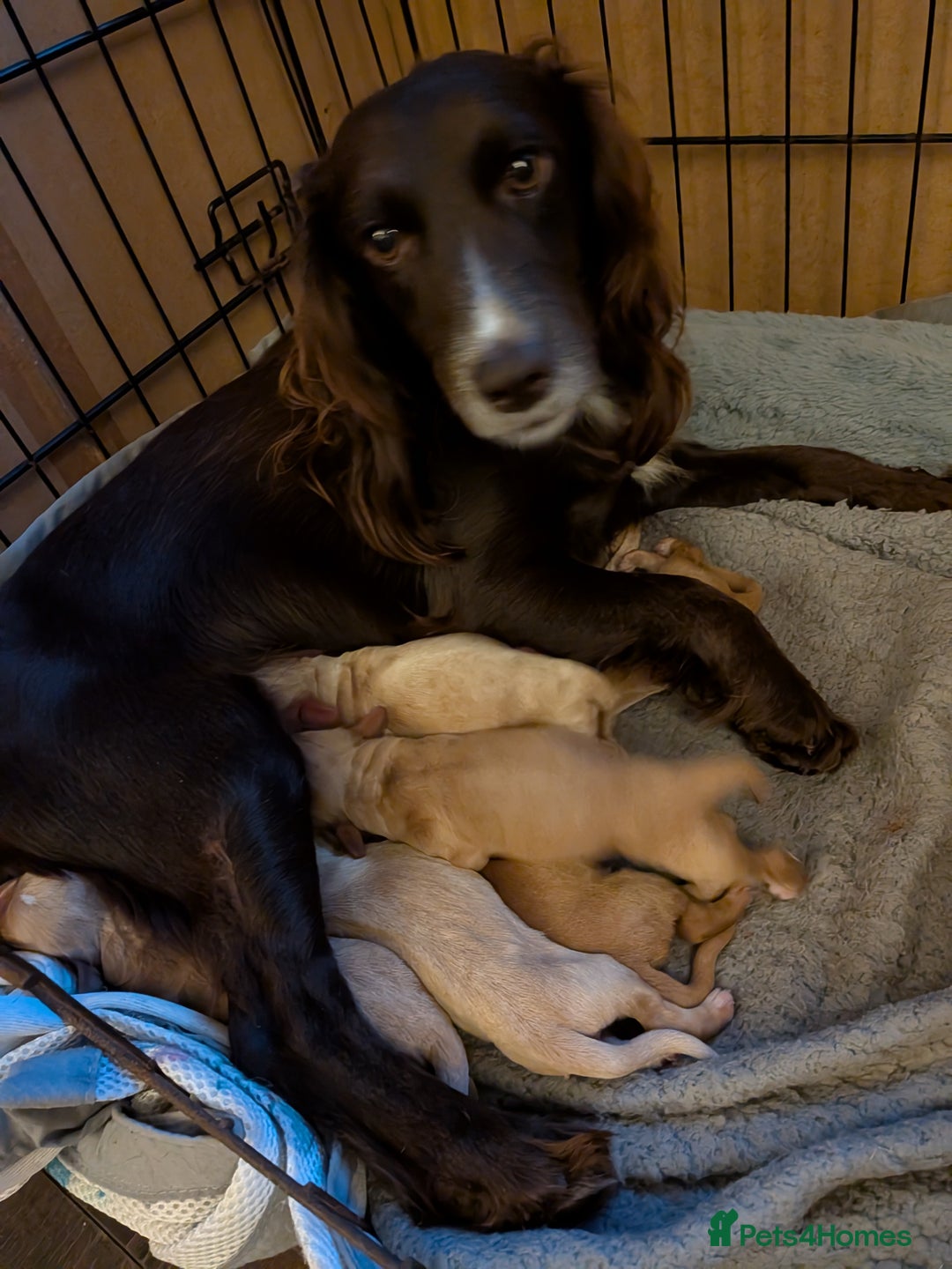 Cocker Spaniel dogs for sale: Golden and red working cocker spaniels  - Image 13