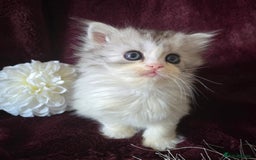 Persian cats for sale: A boy left 💙 - Image 2