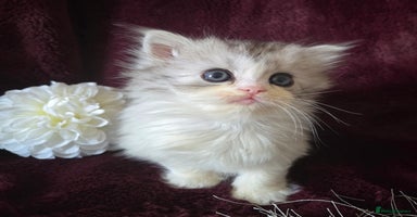 Persian cats - Advert 16