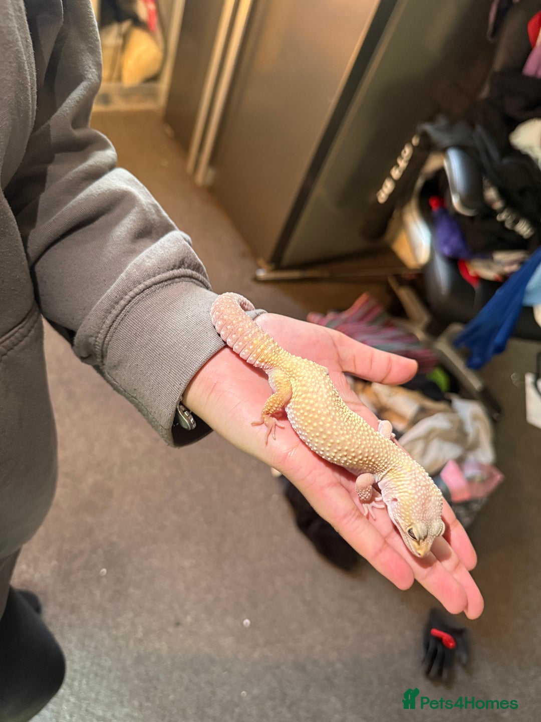 Leopard Gecko reptiles for sale: Leopard geckos for sale  - Advert 4