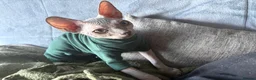 Sphynx cats for sale: Phynx girl  in Bedworth - Advert 9