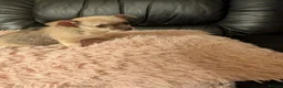 Chihuahua dogs for sale: Tiny Chihuahua for sale  - Advert 1