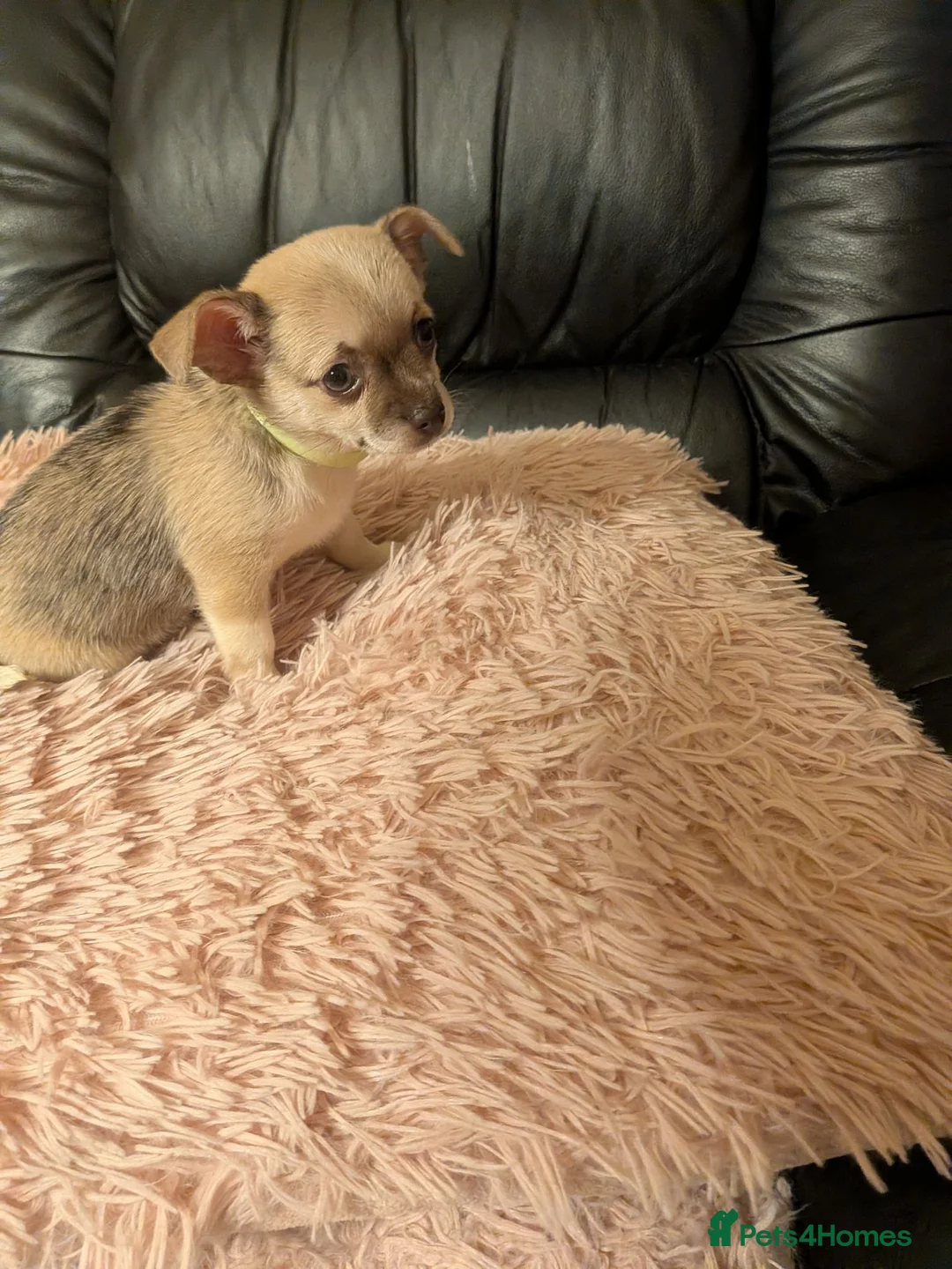 Chihuahua dogs for sale: Tiny Chihuahua for sale  - Advert 1