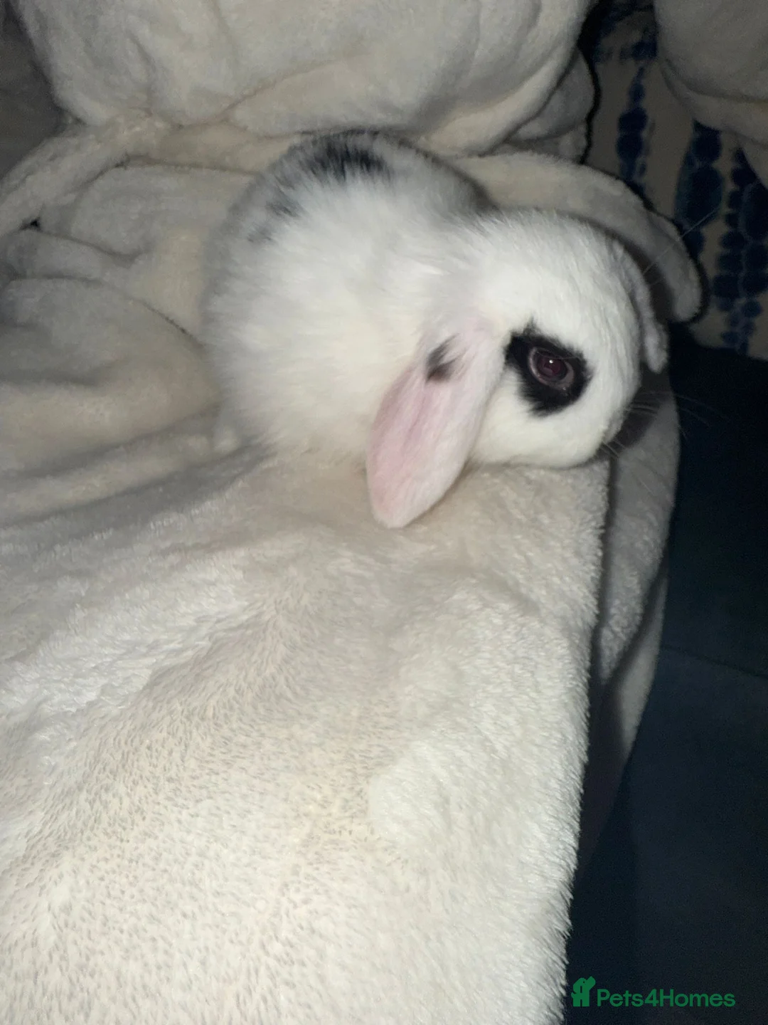 Mini Lop rabbits for sale: Gorgeous mini lop baby rabbits  - Advert 6