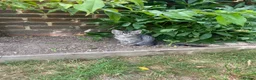 Domestic Shorthair cats for adoption: 4 kittens looking for new homes in Basingstoke - Advert 3