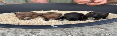 Patterdale Terrier Puppy 4