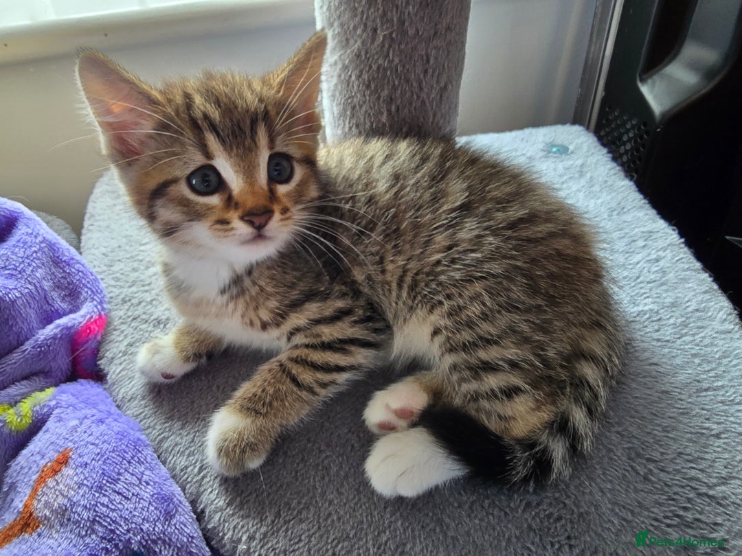 Mixed Breed cats for sale: Two beautiful kittens - Image 5