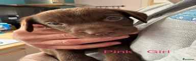 Pink collar