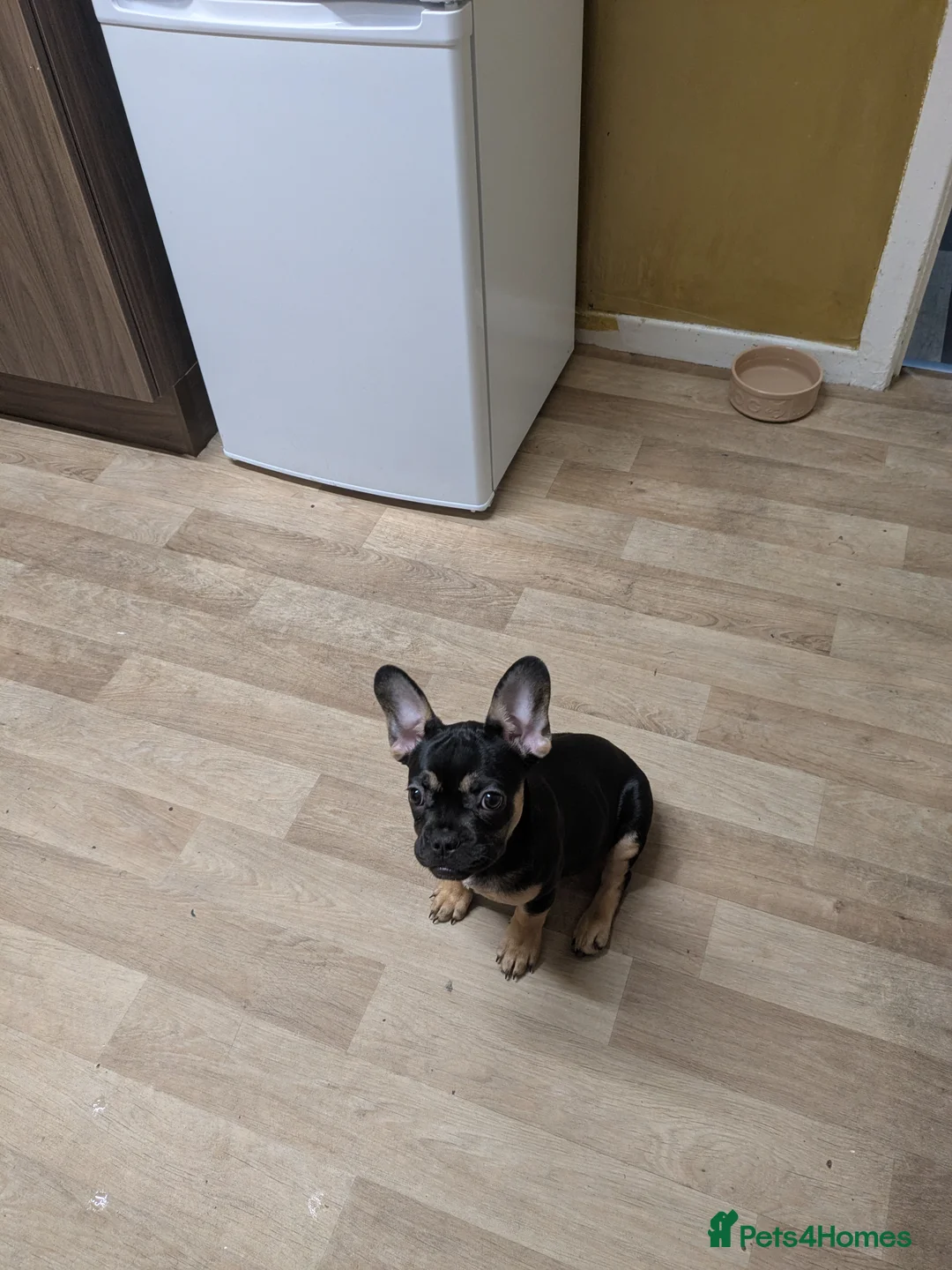 French Bulldog dogs for sale: Ocean in Dundee - Advert 1