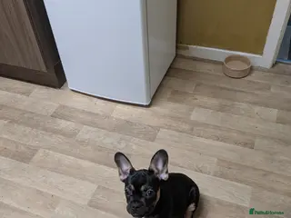 French Bulldog dogs Ocean - Advert 2