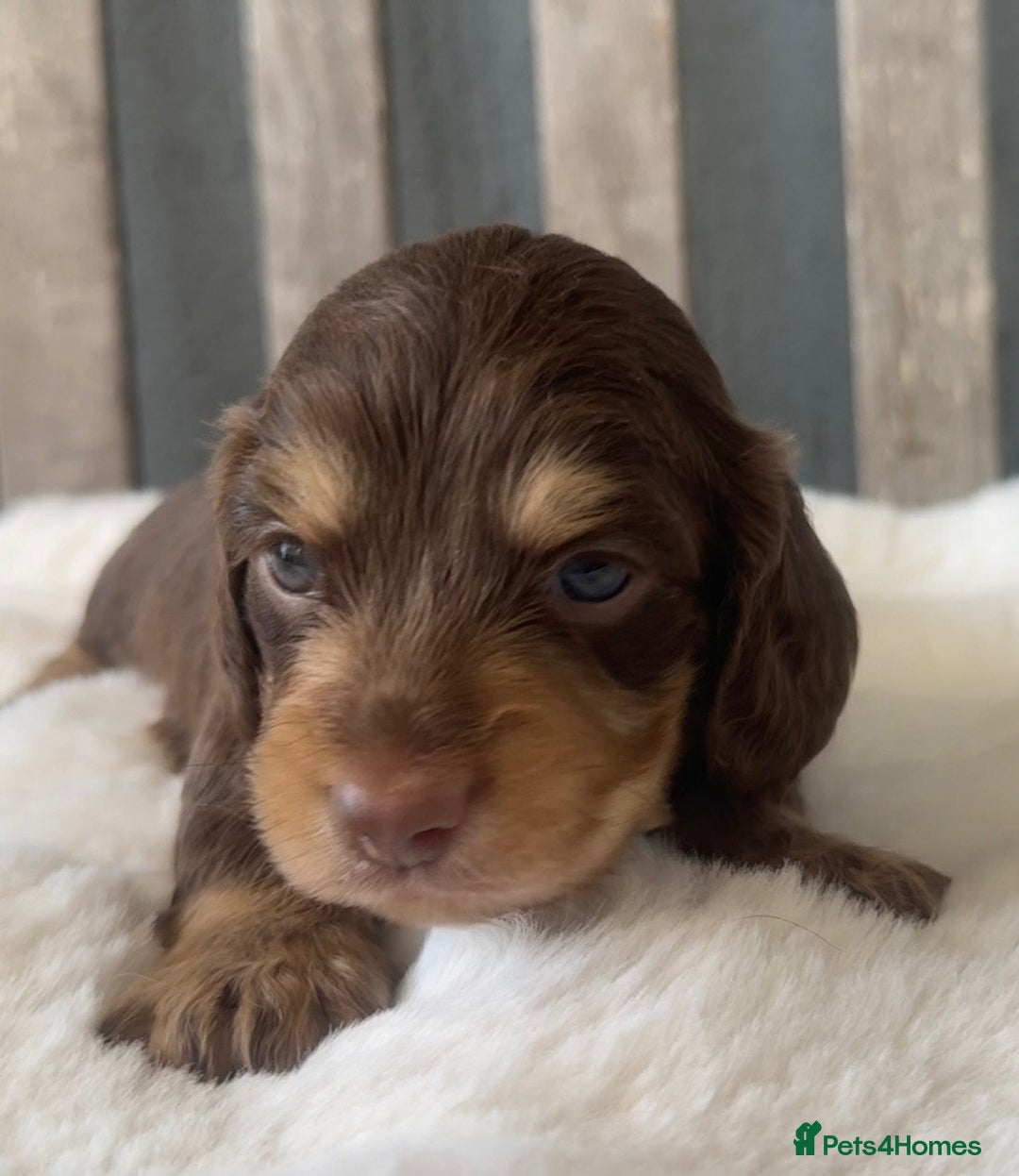 Miniature Dachshund dogs for sale: Beautiful Miniature Dachshunds Dapple Choc & cream - Image 5