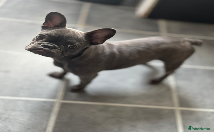 French Bulldog dogs - Advert 9