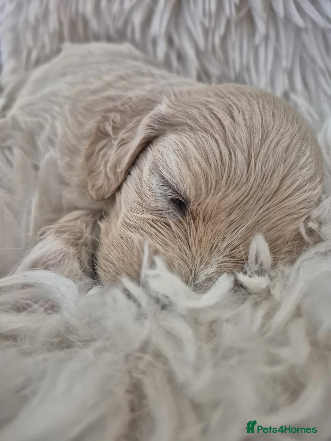 Mixed Breed dogs for sale: Beautiful little of cavapoochon puppies - Advert 13