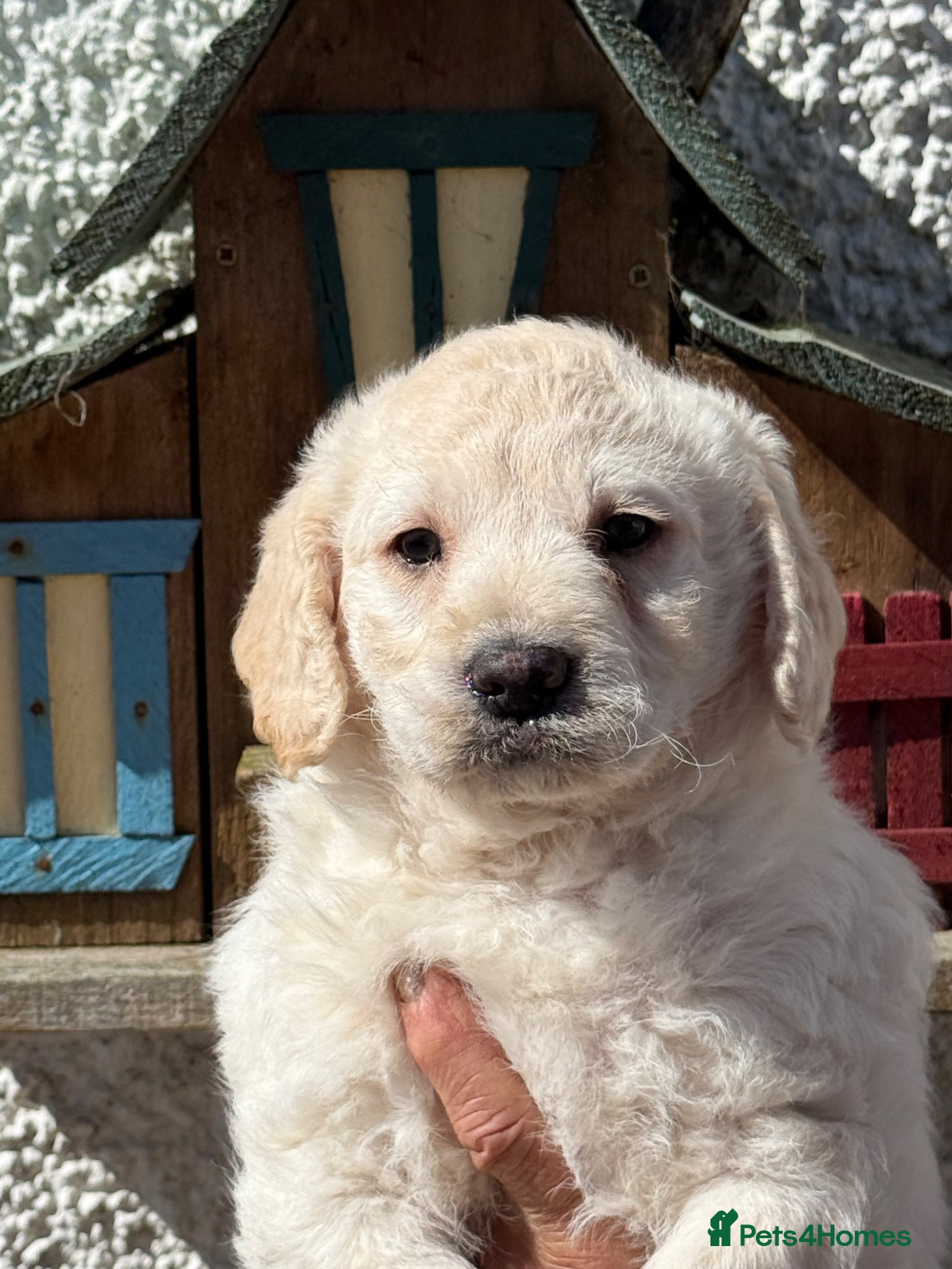 Labradoodle dogs F1 Miniature Labradoodle.  - Advert 1