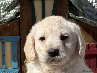 Labradoodle dogs F1 Miniature Labradoodle. - Advert 2