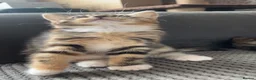 Maine Coon cats for sale: Half Maine coon kittens unique calico markings  - Advert 8