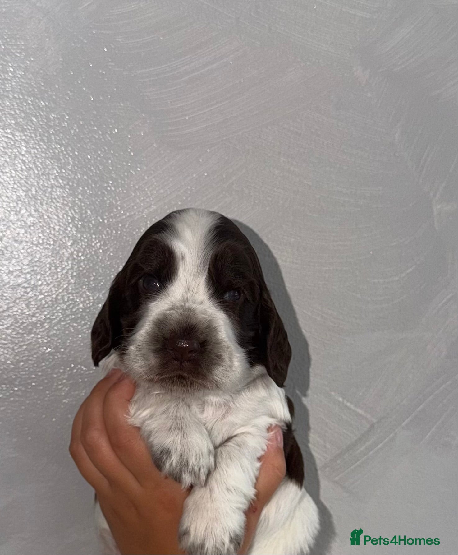 Cocker Spaniel dogs 🐾Six Beautiful KC Show Cocker Spaniels Puppies 🐾 - Advert 2