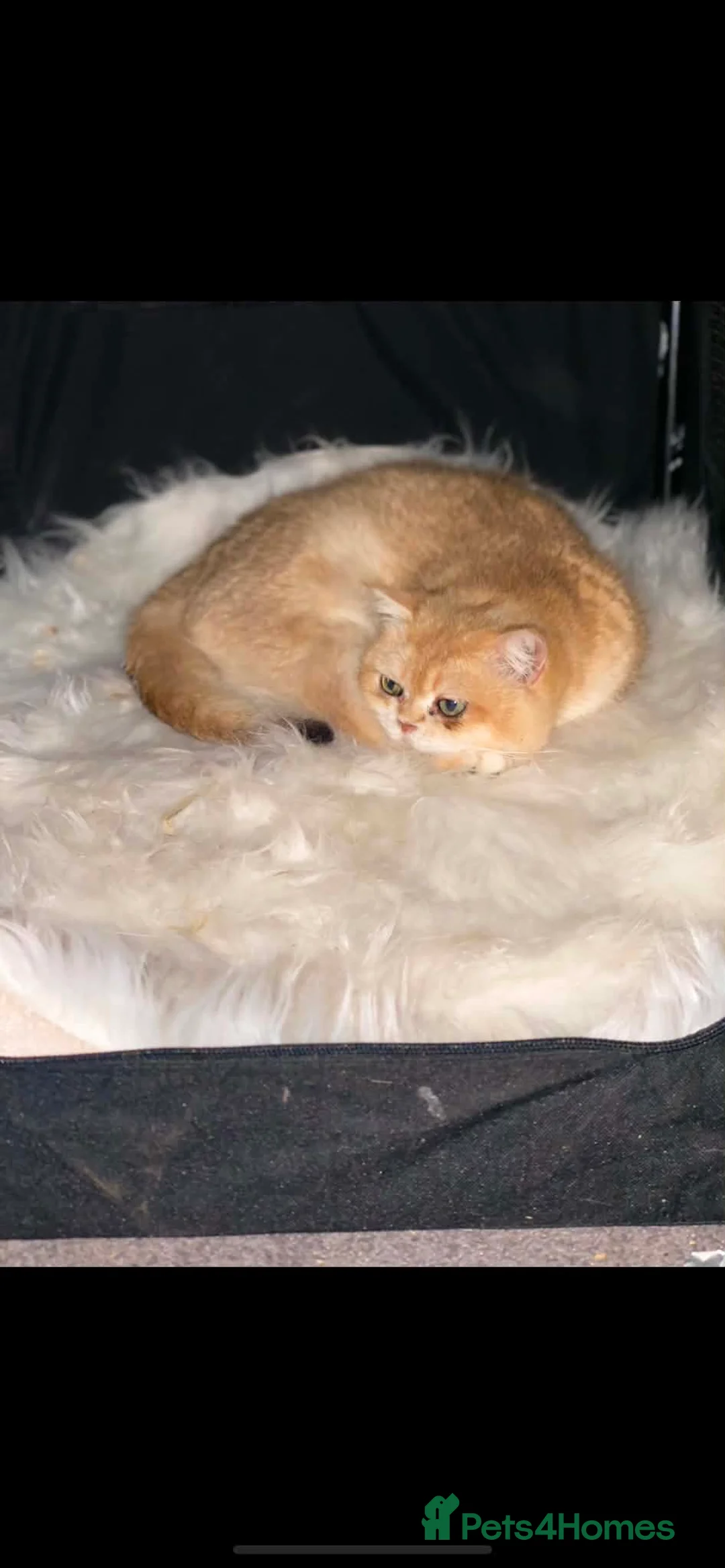 British Shorthair cats for sale: Gorgeous British Shorthair  - Advert 2