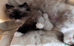 Ragdoll cats for sale: Pedigree Ragdoll Kittens (2xM,1xF) TICA Registered - Image 6