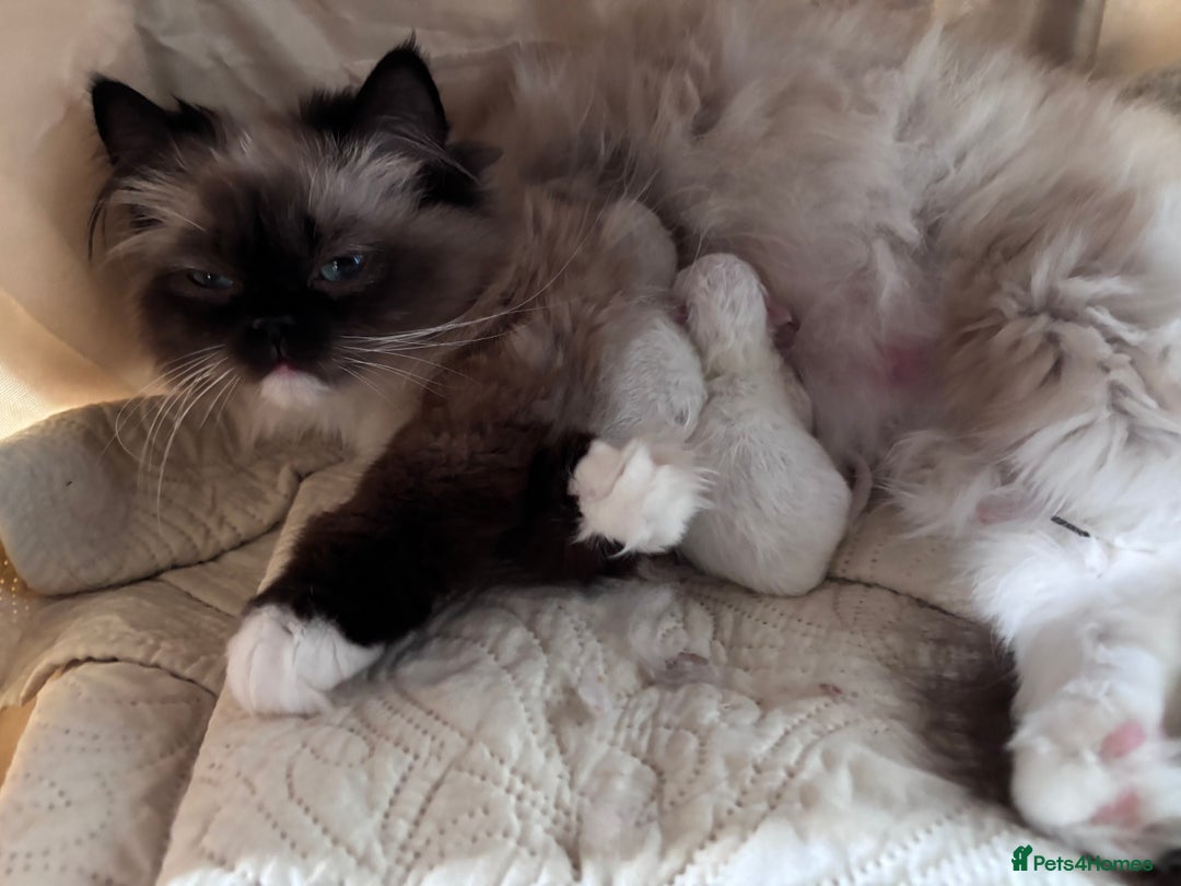 Ragdoll cats for sale: Pedigree Ragdoll Kittens (2xM,1xF) TICA Registered - Image 6