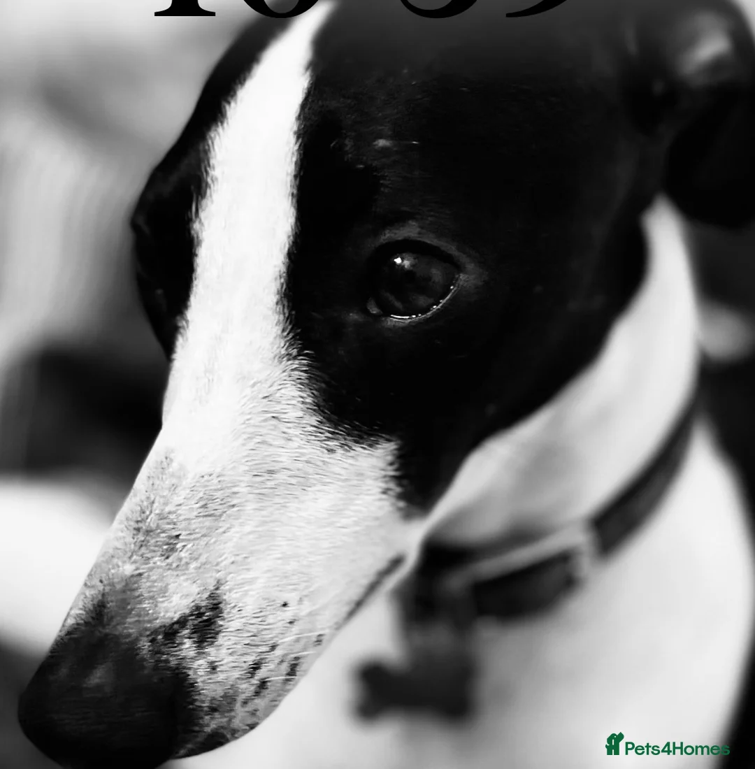 Mixed Breed dogs for sale: Stunning Whippet/Jack puppies  - Advert 2