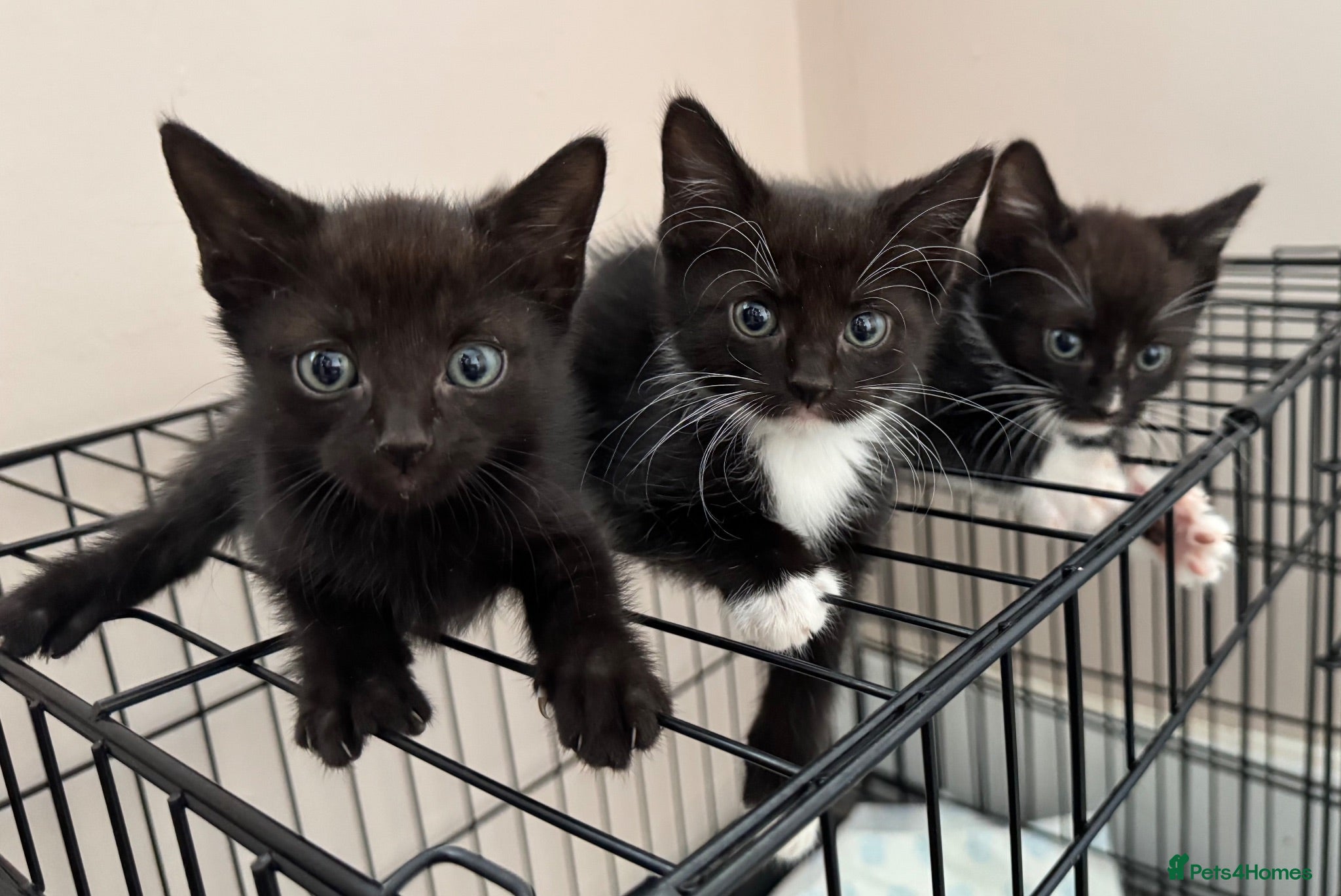 Mixed Breed cats Sphynx cross kittens READY! - Advert 4