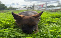 German Shepherd dogs for sale: Germany 🇩🇪 shepherd puppies dogs 🐕 big boned - Image 20
