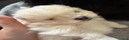 Pomeranian dogs for sale: Pomeranian baby girl  - Advert 3