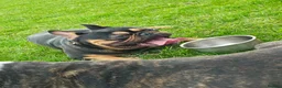 French Bulldog dogs for stud: French bulldog male for stud (black & tan) - Advert 2