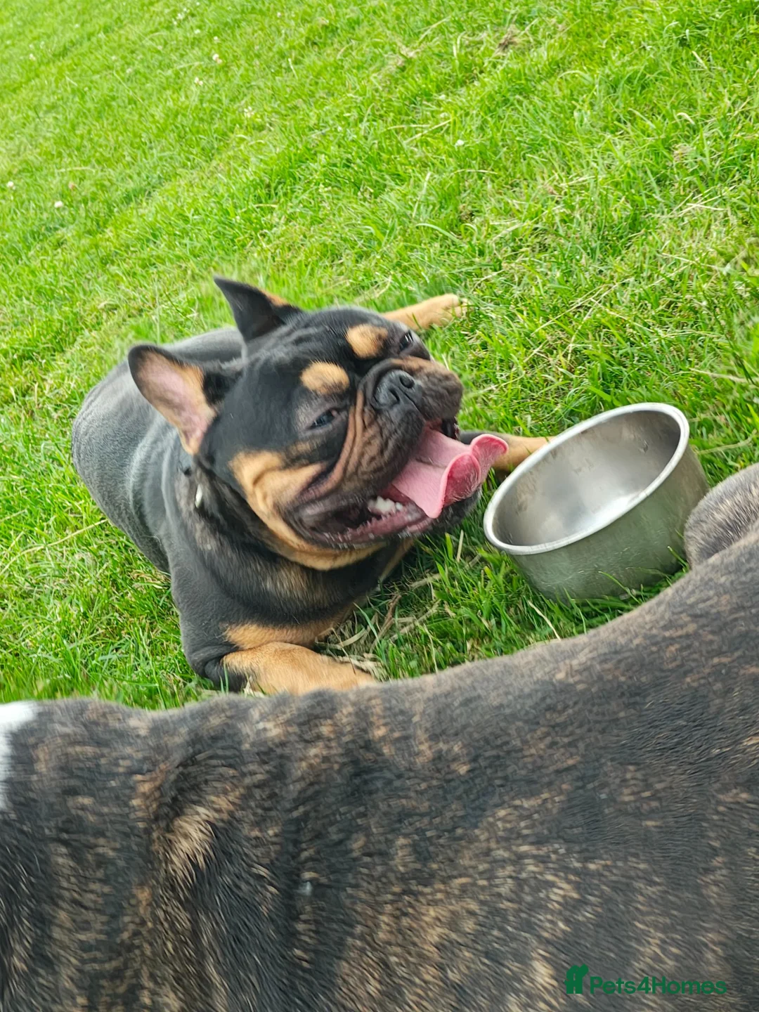 French Bulldog dogs for stud: French bulldog male for stud (black & tan) - Advert 2