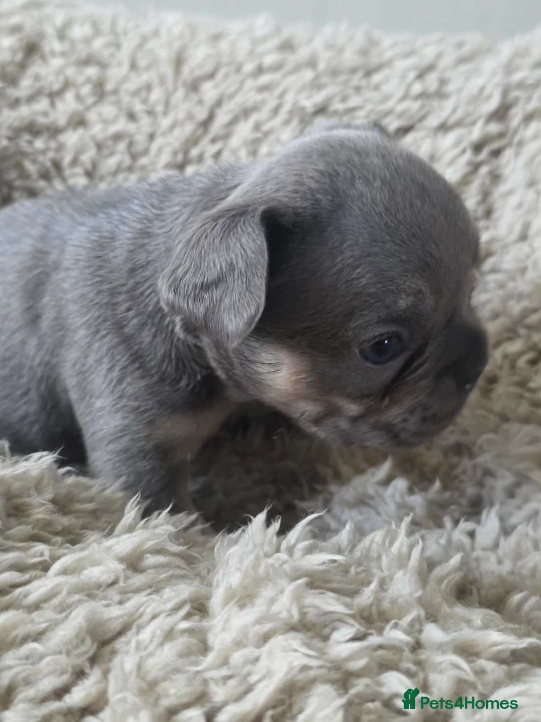 French Bulldog dogs for sale: French Bulldog (4 visual Fluffys) - Advert 7