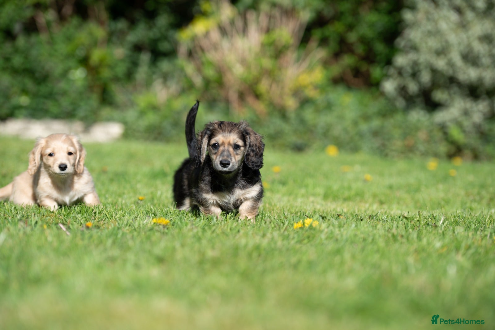 Miniature Dachshund dogs Champion bloodline Mini Dachshund Longhair - Advert 4