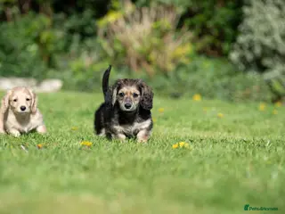 Miniature Dachshund dogs Champion bloodline Mini Dachshund Longhair - Advert 4