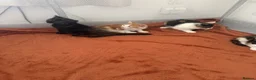 British Shorthair cats for sale: 7 kittens brown/tortoise shell/ ginger n white  - Advert 15